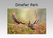 Dinefwr Park Photography Workshop
