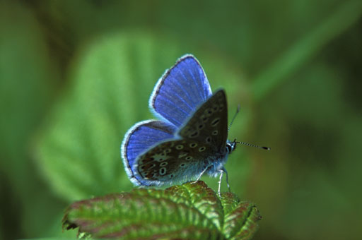 Common blue 1