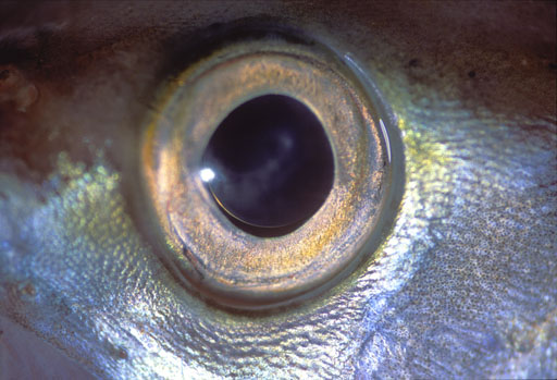 Pollack Fish Eye II