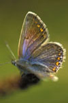 Common blueVI