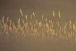 Reeds I
