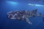 Whale Shark II