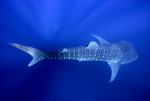 Whale Shark III